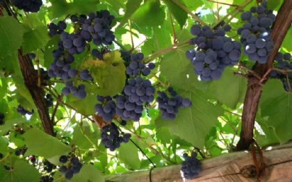 Cafeteria Valle Romantica wine grapes